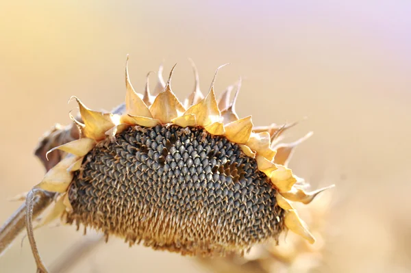 Harvest sunflower seeds — Stock Photo, Image