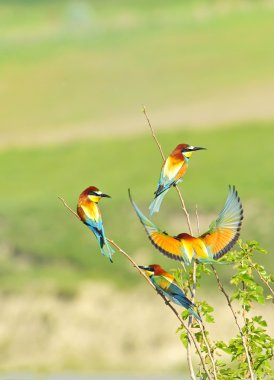 European bee-eater clipart