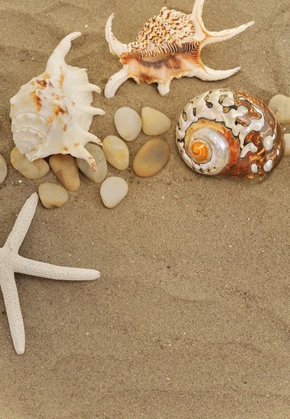 Conchas e pedras na areia — Fotografia de Stock