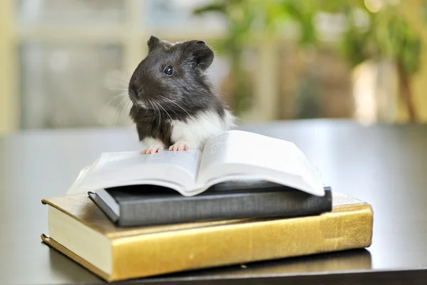 Lectura de cobaya —  Fotos de Stock