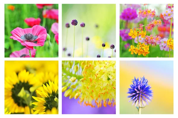 Farklı çiçeklerin kolajı — Stok fotoğraf