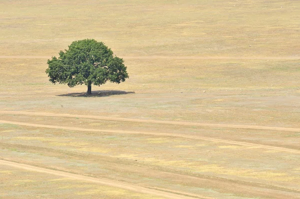 Одно дерево на поле — стоковое фото
