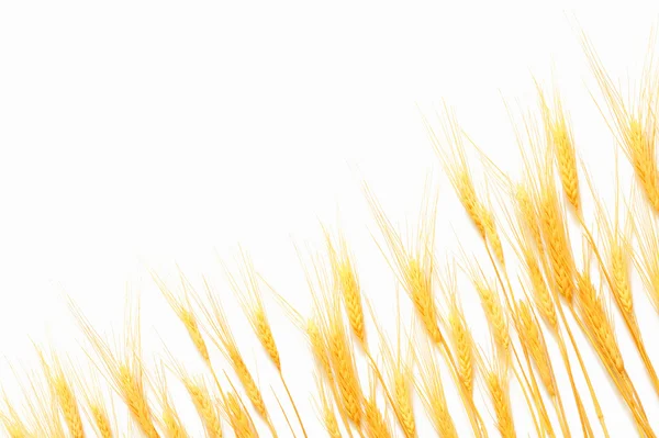 白に隔離された小麦 — ストック写真