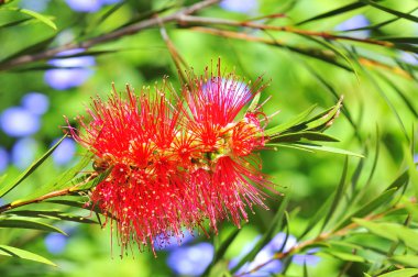 Callistemon viminalis