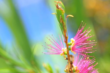 Callistemon viminalis clipart