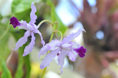 Nerine Masoniorum