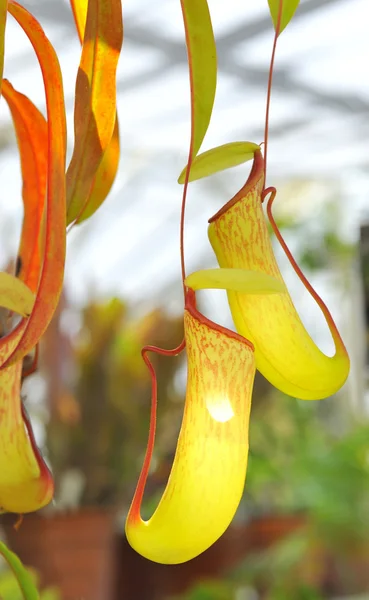 Nepenthe pianta carnivora tropicale — Foto Stock