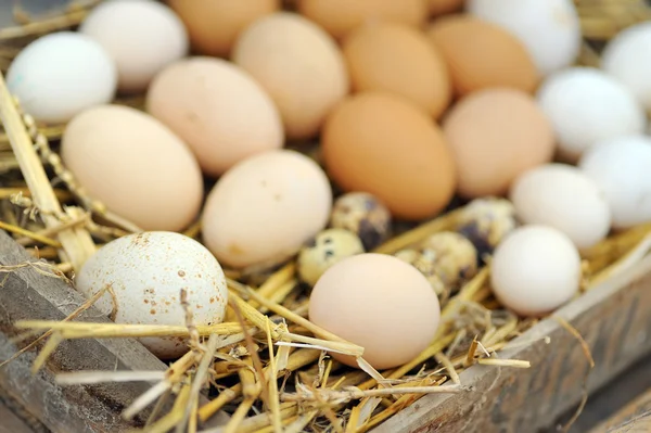 Huevos naturales en el nido cerca —  Fotos de Stock
