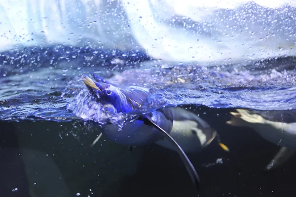 Pinguins nadando — Fotografia de Stock