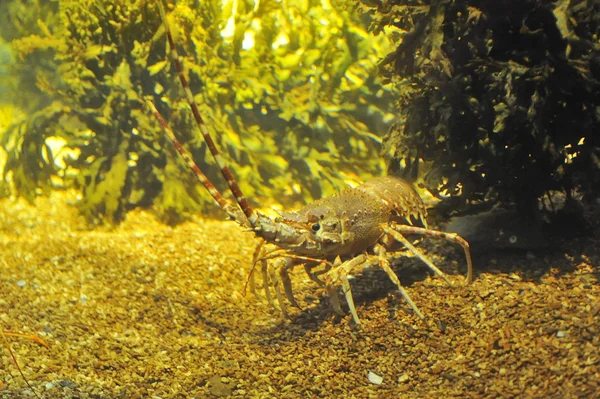 stock image Spiny Lobster