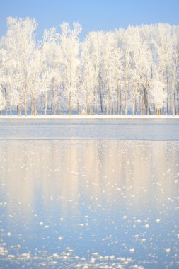 Winter trees covered with frost clipart