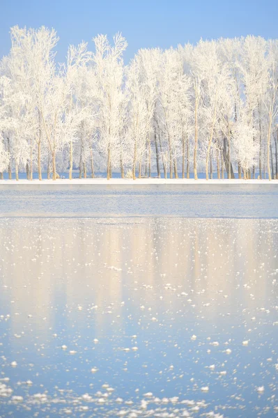 覆盖着霜冻的冬树 — 图库照片