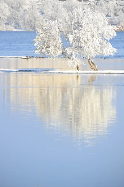 Zimní stromy pokryté mrazem — Stock fotografie