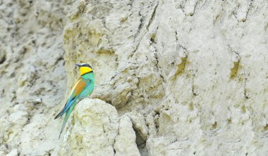 Bee-eaters (arı kuşu Apiaster)