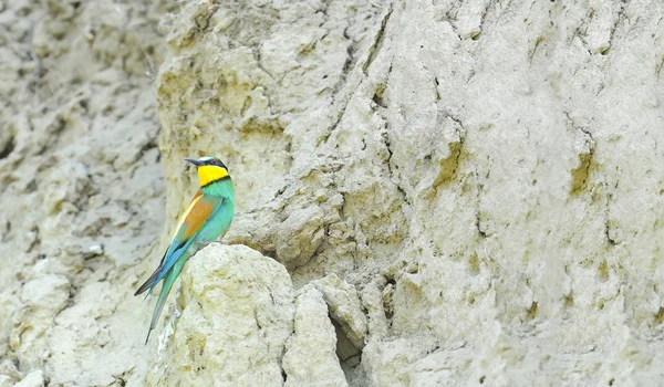 Bee-eaters (Merops Apiaster) — Stock Photo, Image