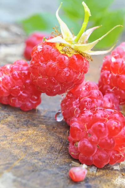 Raspberries on wood — Stock Photo, Image