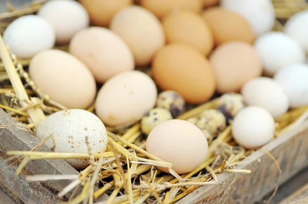 Natuurlijke eieren in nest close-up — Stockfoto