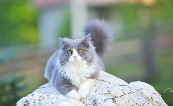 Ragdoll kočka — Stock fotografie