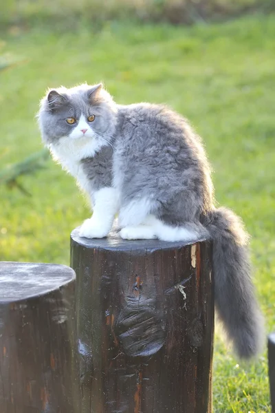 Ragdoll kočka — Stock fotografie