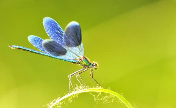 Libélula ao ar livre (coleopteres splendens ) — Fotografia de Stock