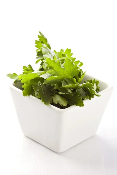 stock image Parsley