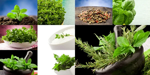 Herbs collage — Stock Photo, Image