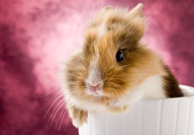 Dwarf Rabbit with Lion's head clipart