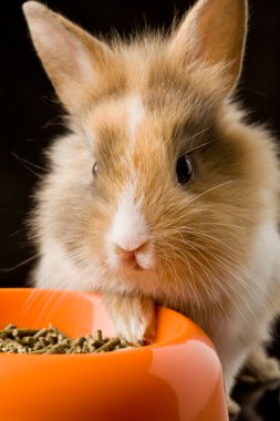 Dwarf Rabbit with Lion's head with his food bowl clipart