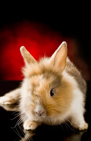 Dwarf Rabbit with Lion's head — Stock Photo, Image