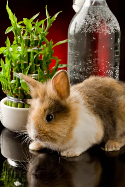 Dwarf Rabbit with Lion's head on glass table — Stock Photo, Image