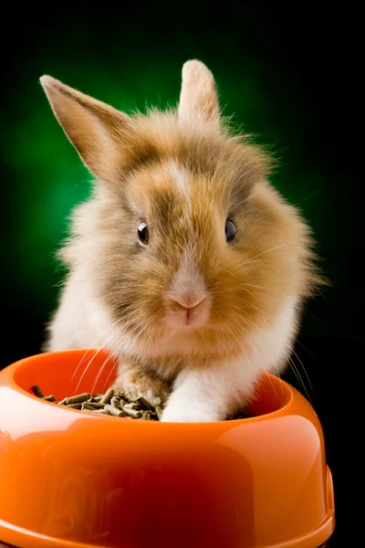 Dwarf Rabbit with Lion's head with his food bowl — Stock Photo, Image