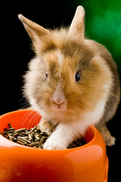 Conejo enano con cabeza de león con su tazón de comida —  Fotos de Stock