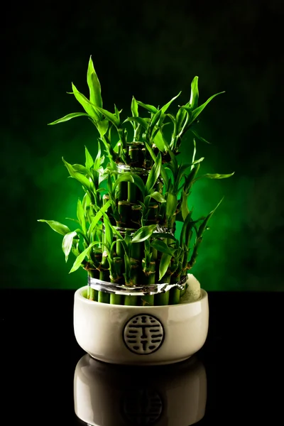 Bamboe plant — Stockfoto