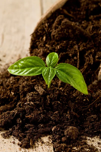 Gardening birth of basil plant — Stock Photo, Image