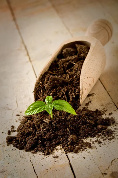 Geburt der Basilikumpflanze im Garten — Stockfoto