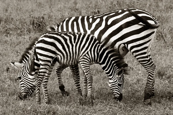 Zebra e potro pastando — Fotografia de Stock