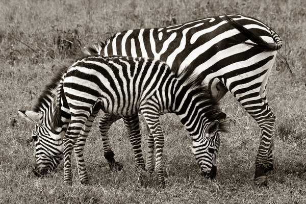 Zebra and foal grazing in Ngorongoro Conservation Area, Tanzania.
