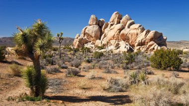 Mojave Desert Panorama clipart