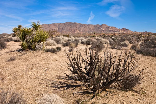 Пустынная растительность — стоковое фото