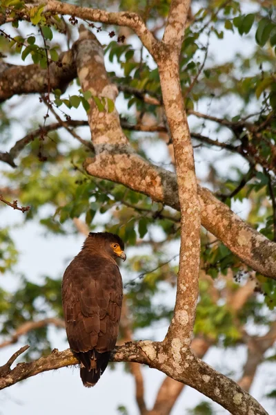 Águila en el Parque Nacional Bandipur — Foto de Stock