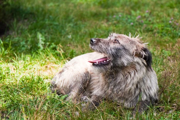 Stray Dog Resting — Stock Photo, Image