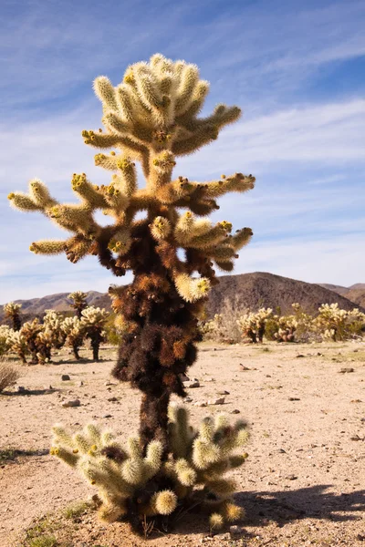 Grande ursinho de pelúcia Cholla Cactus — Fotografia de Stock