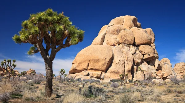 Joshua tree i formacje skalne — Zdjęcie stockowe