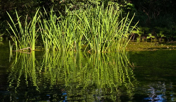 Gras im Wasser — Stockfoto