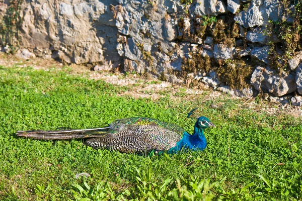 Peacock Resting — Stock Photo, Image
