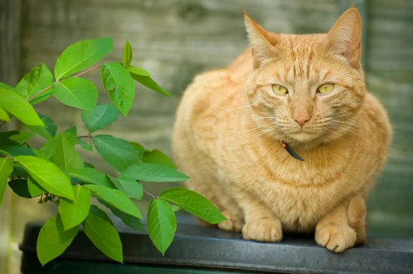 Kırmızı tekir kedi — Stok fotoğraf