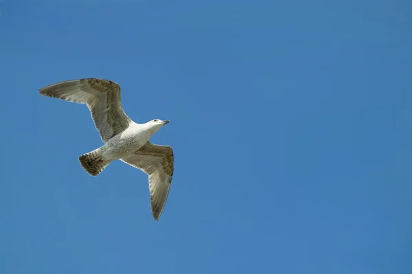 날으는 새 — 스톡 사진