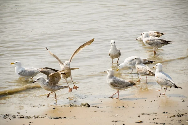 Flock of seagulls — Stock Photo, Image