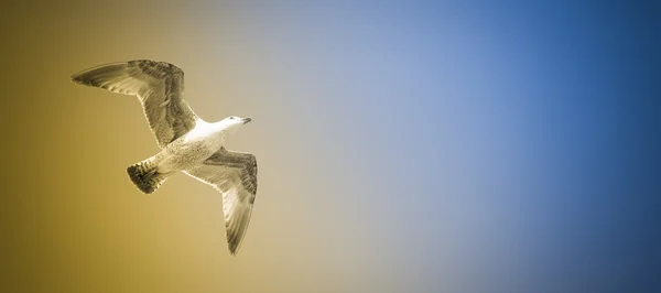 Vogel im Flug — Stockfoto