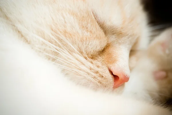Gato dormido — Foto de Stock